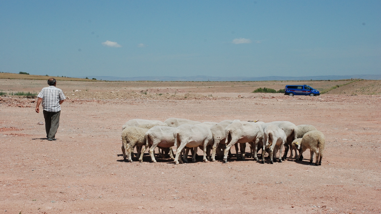 Başıboş Köpekler 7 Hayvanı Telef Etti