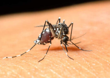 insan teni üzerinde sivrisinek