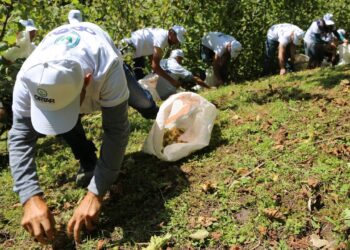 TMO Fındık Alım Fiyatı 2024