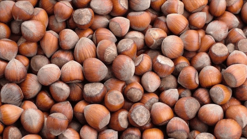 2024 Fındık Fiyatı