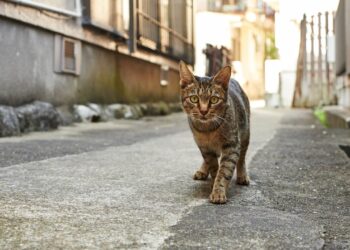 Sokak Hayvanları Yasası Kedileri Kapsıyor mu