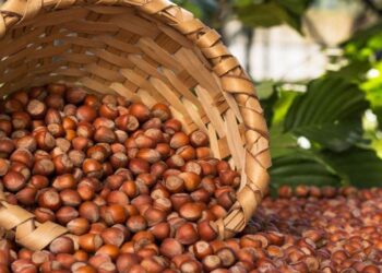 Levant Kalite Fındık Ne Demek