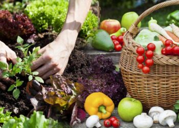 Aralık Ayında Hangi Bitkiler Ekilir