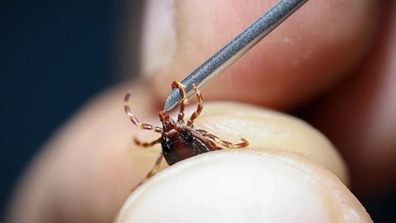 Sivas Valiliği’nden Kene Uyarısı: Vatandaşlar Dikkatli Olmalı