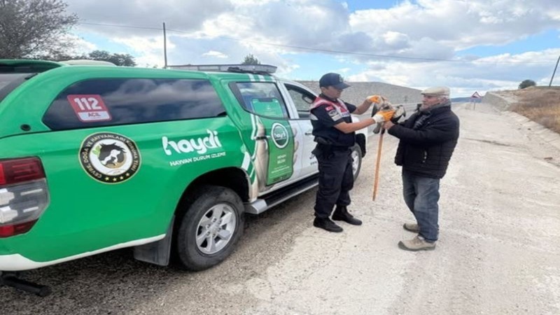 Yaralı Atmaca Bilecik’te Jandarma Ekipleri Tarafından Kurtarıldı