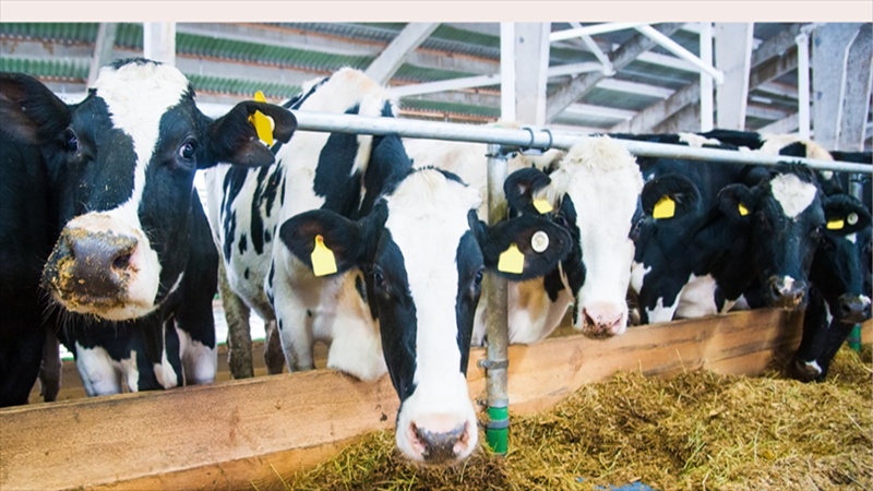 6 İlde Hayvan Pazarları Yeniden Açıldı